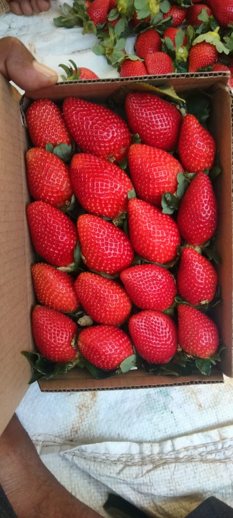 organic strawberry